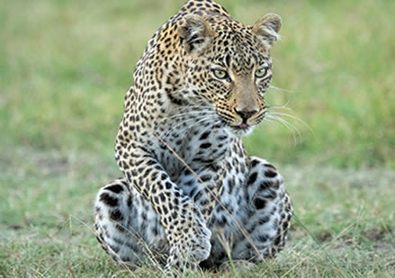 5 Days Maasai Mara, Nakuru And Amboseli
