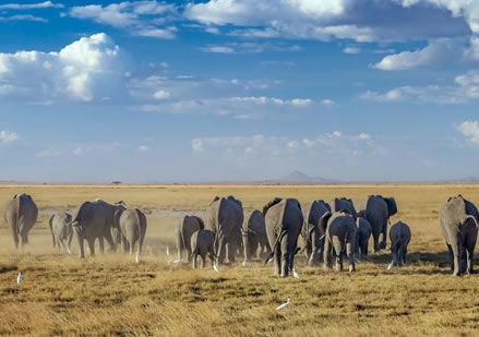 6 Days Amboseli, Maasai Mara, Nakuru, Nairobi