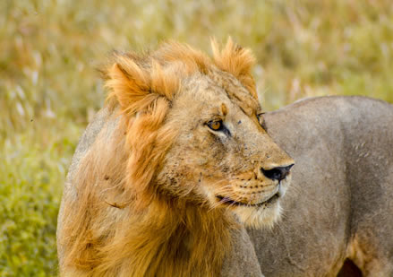 8 Days (7 Nights) Safari Amboseli ,Samburu, Maasai Mara