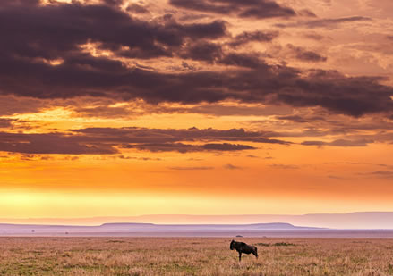 8 days ( 7 nights) to maasai mara, nakuru, samburu