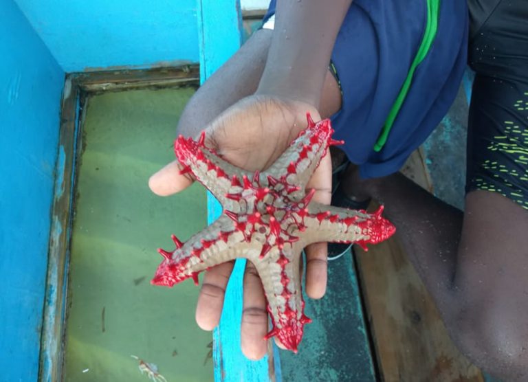 Diani beach snorkeling and diving