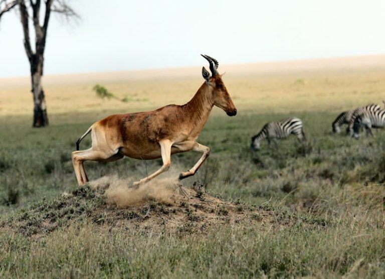 Serengeti Special Safari