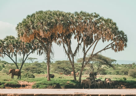 samburu_national_park